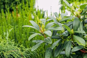 Rhododendron green decorative in landscape garden photo