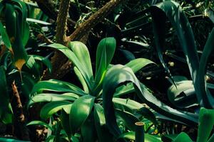 Agave potatorum plant in the desert close-up photo