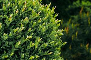 Whole-leaved willow Salix integra close-up in landscape garden photo