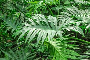 Philodendron Bipinnatifidum tropical leaves in the forest close-up photo