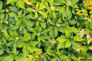 Pachysandra terminalis close-up in landscape garden photo