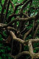 Intertwined branches of bushes, jungle photo