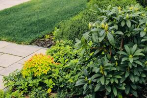 Rhododendron green decorative in landscape garden photo