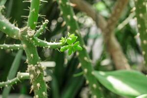 Cactus Ferocactus pilosus round with thorns in the desert close-up photo