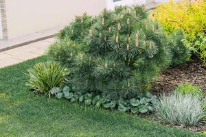 Pinus densata close-up in landscape garden photo