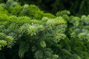 Picea pungens Engelm plant in the garden close-up photo