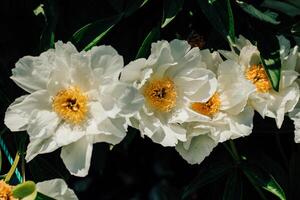 White peonies with a yellow center in the garden close-up photo