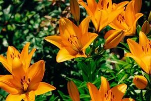 Orange lily bushes close-up in the garden photo