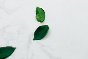 Rose leaves on a white marble background with space for text photo