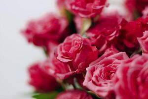 Small pink bush roses on a white background with a place for text photo