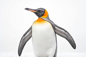 King penguin standing in snow, close-up photo
