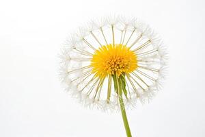 Dandelion Flower with White Seeds photo