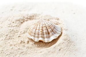 Seashell on White Sand photo