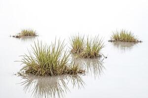 Serenity in Simplicity Tranquil Reflections of Grass Tufts in Water photo
