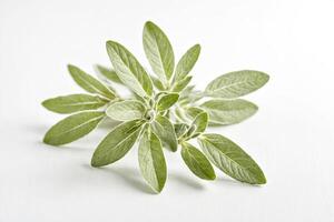 Fresh Sage Leaves On White Background photo