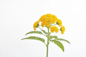 Yellow Flower with Green Leaves on White Background photo