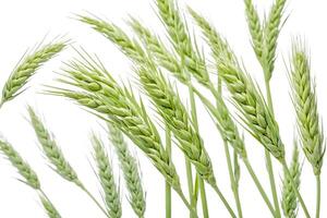 Close-up of Green Wheat Spikes on White Background photo