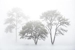 Trees Disappear in a Foggy Forest photo