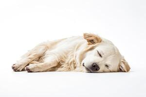 Golden Retriever Puppy Sleeping on White Background photo