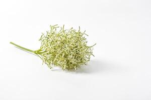 Delicate White Flower Bud with Green Stem on a White Background photo