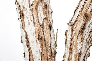 Close-up of Tree Bark with White Patches photo