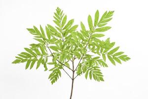 Green leaves on a branch isolated on white background photo