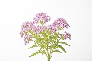 Pink Verbena Flower Isolated on White Background photo