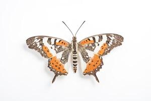 Close-up of a colorful butterfly with orange and black wings photo