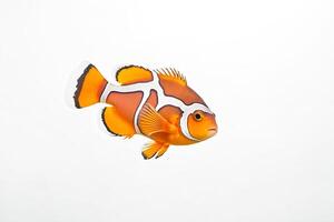 Orange and White Clownfish Isolated on White Background photo