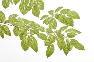 Green leaves against a white background photo