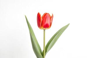 Single Red Tulip on White Background photo
