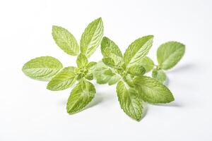 Fresh Mint Sprig Isolated on White Background photo