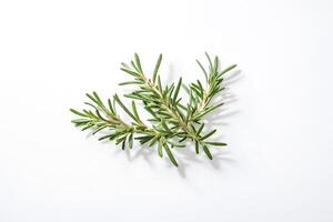 Sprig of Rosemary on White Background photo