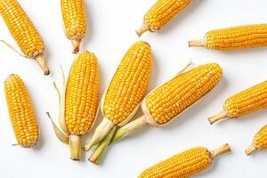 Fresh Corn on the Cob Isolated on White Background photo