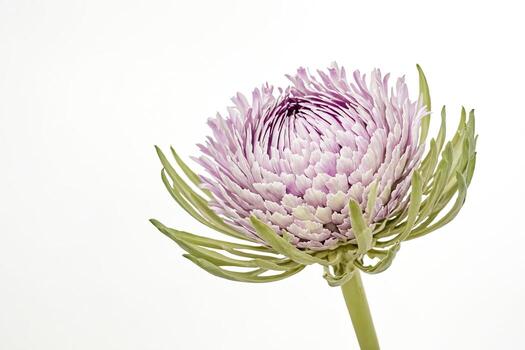 floreciente púrpura flor con verde vástago en blanco antecedentes foto