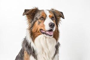 Portrait of a Tricolor Australian Shepherd with a White Background photo
