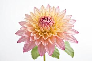 Close-up of a pink and yellow dahlia with blurred green leaves photo
