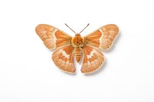 Orange Moth with White Markings Isolated on White Background photo
