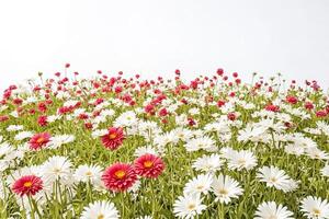 White and Red Daisies in a Field photo