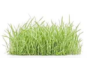 Fresh Green Grass Isolated on White Background photo