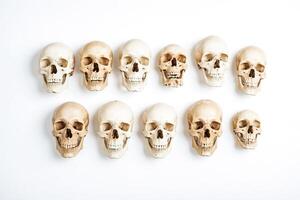 Multiple Human Skulls in a Row on a White Background photo