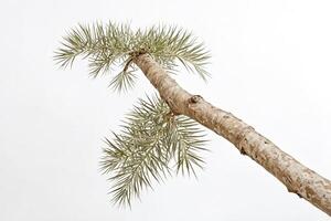 Palm Tree Branch Against a White Background photo