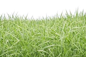 Lush Green Grass Isolated on White Background photo