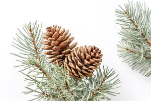 Pine cone and spruce branch on white background photo