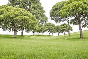 Lush green field with trees on a white background photo