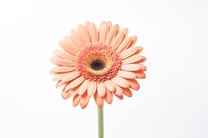 Closeup of a delicate peach gerbera daisy photo