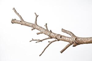 Close-up of a bare tree branch against a white background photo