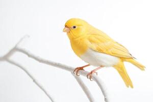 Yellow and White Bird Perched on a Branch photo