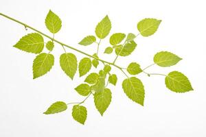 Green leaves on a branch photo