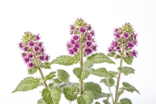 de cerca de rosado flores y verde hojas foto